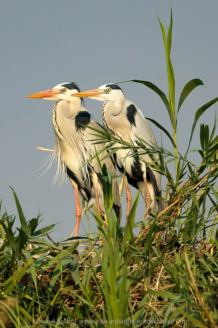 Wildlife image from a photo safari with edward selfe.