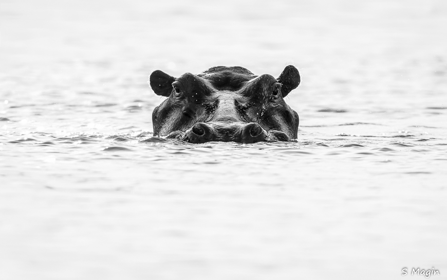 Wildlife image by Sharon Magin from photo safari in Zambia with Edward Selfe.