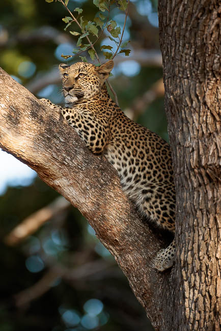 Images of wildlife from photo safari with edward selfe in the south luangwa np.
