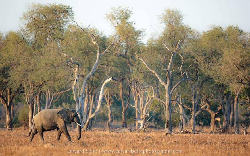 An elephant crosses against the trees on photo safari in south luangwa national park.