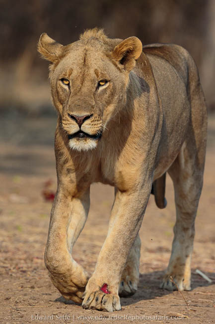 Wildlife image from photo safari with edward selfe in south luangwa national park.