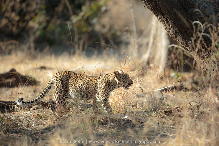 A young leopard returns to his tree on photo safari in south luangwa national park.