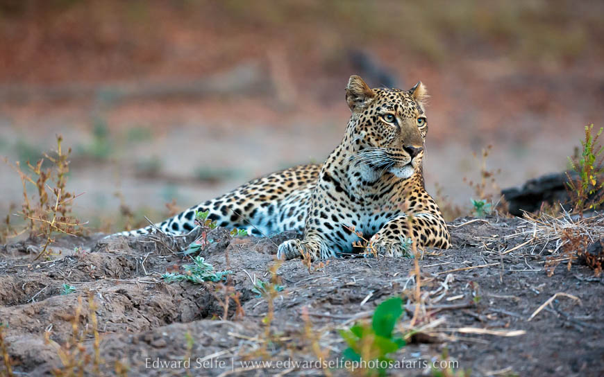 Wildlife image from photo safari with edward selfe.