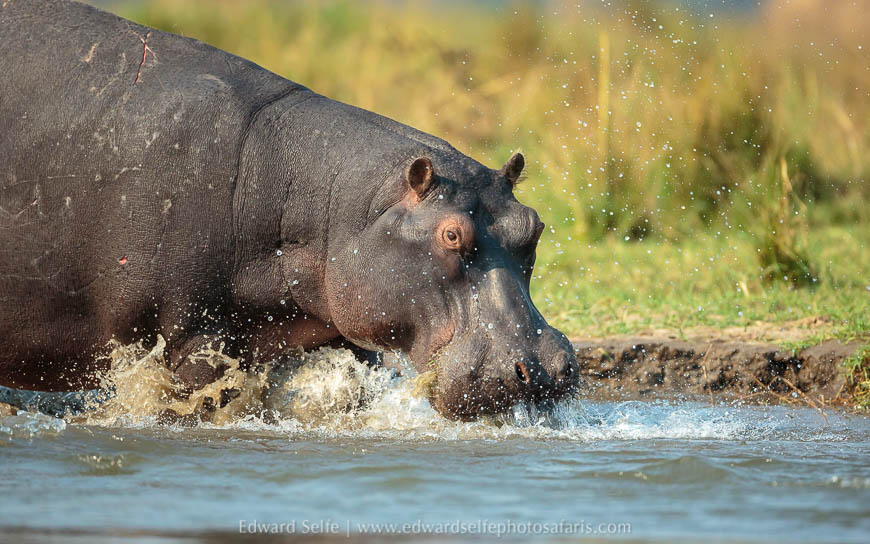 Wildlife image from a photo safari with edward selfe.