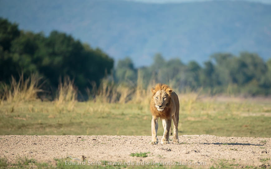 Wildlife image from photo safari with edward selfe.