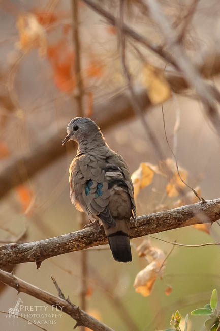 Wildlife image from photo safari with edward selfe in south luangwa national park.