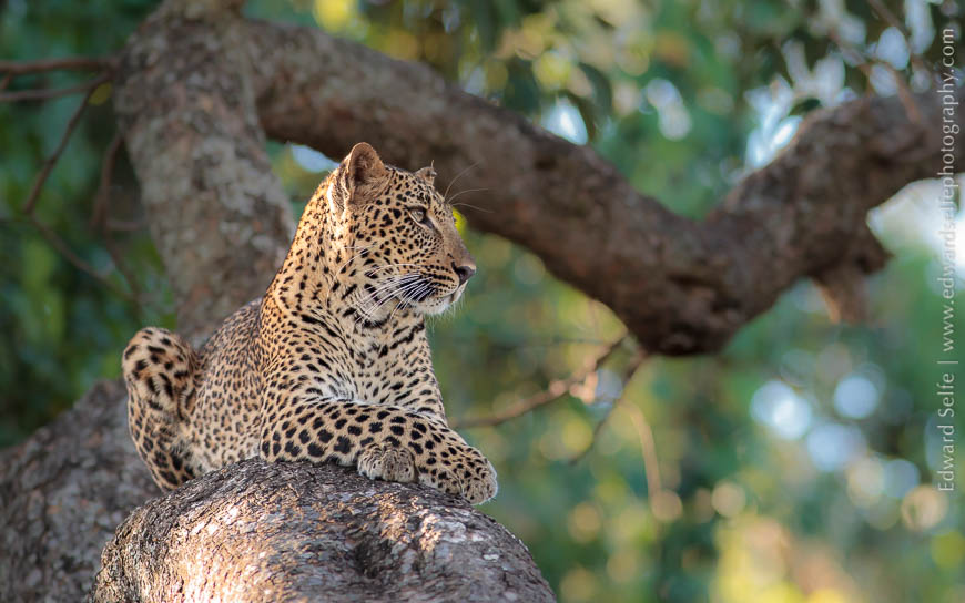 A young leopard rests in a rain tree in South Luangwa National Park.