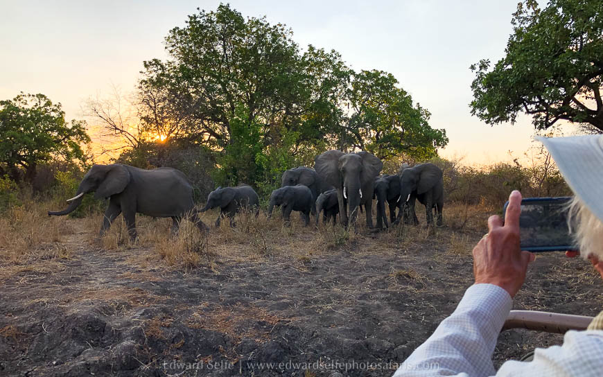 Wildlife image from photo safari with edward selfe in south luangwa national park.