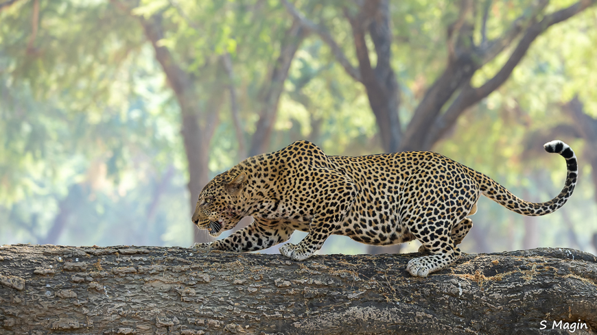 Wildlife image by Sharon Magin from photo safari in Zambia with Edward Selfe.