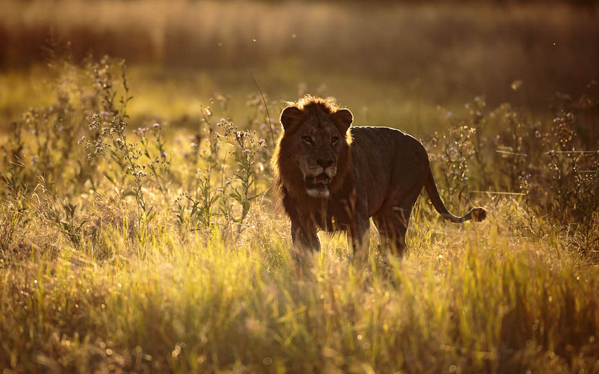 Images of wildlife from photo safari with edward selfe