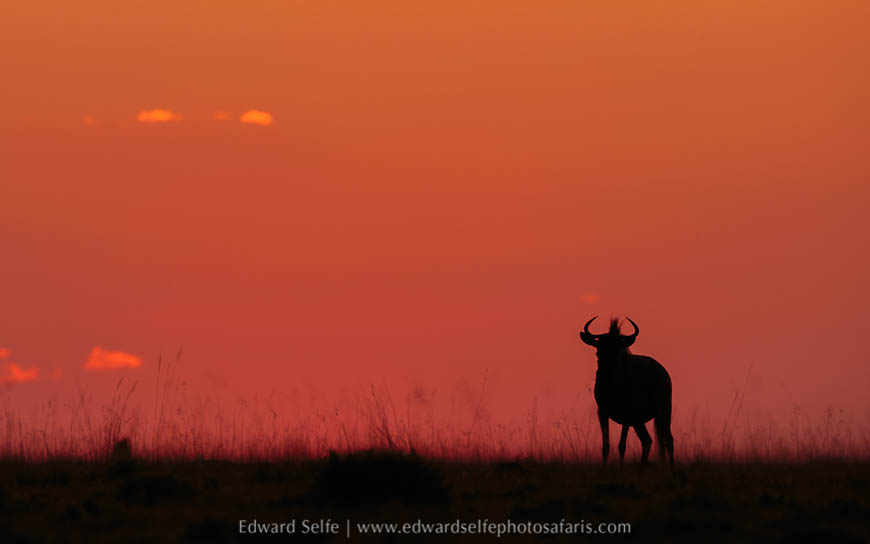Wildlife image from photo safari with edward selfe.