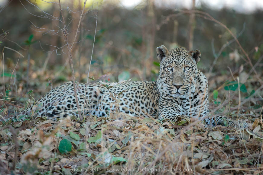 Wildlife image from photo safari with edward selfe in south luangwa national park.