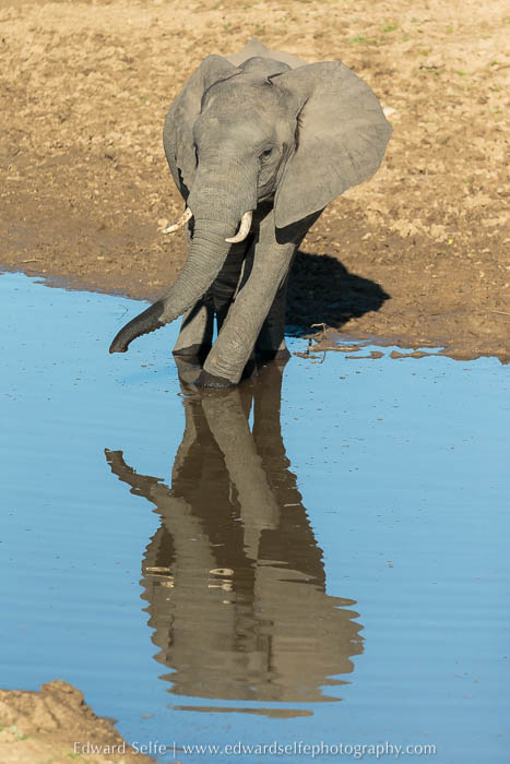Elephant and reflection on photo safari in South Luangwa National Park.