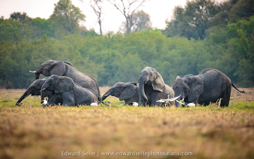 Wildlife image from photo safari with edward selfe.