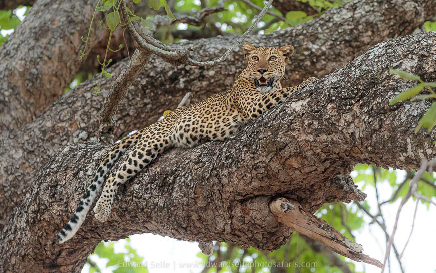 Wildlife image from photo safari with edward selfe in south luangwa national park.