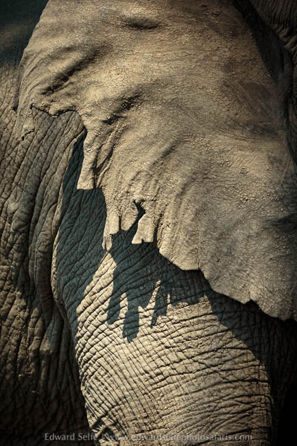 Wildlife image from a photo safari with edward selfe.