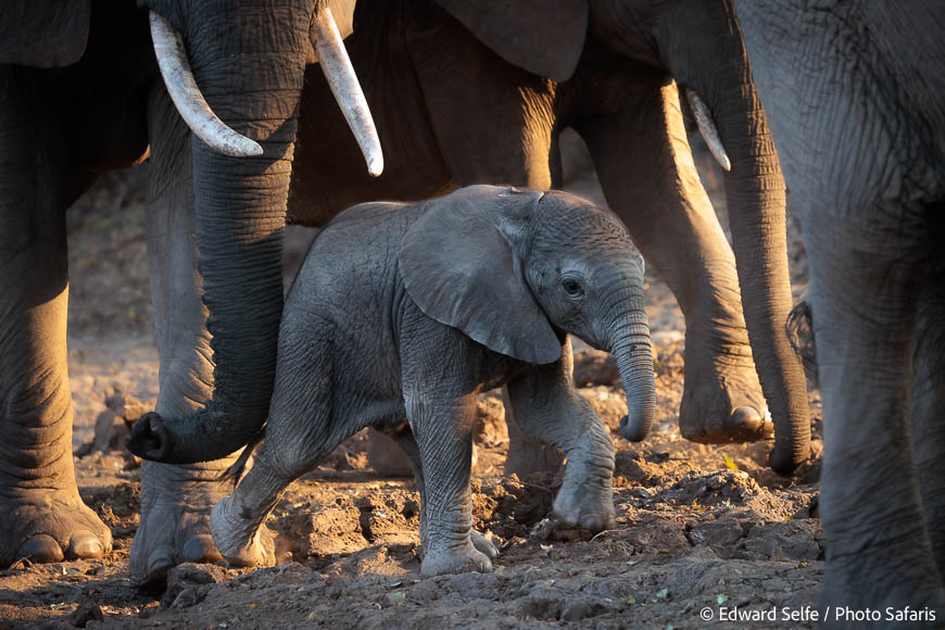 Image from exclusive luangwa photo safari by edward selfe