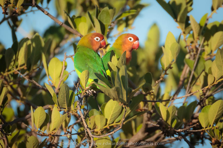 Wildlife image from a photo safari with edward selfe.