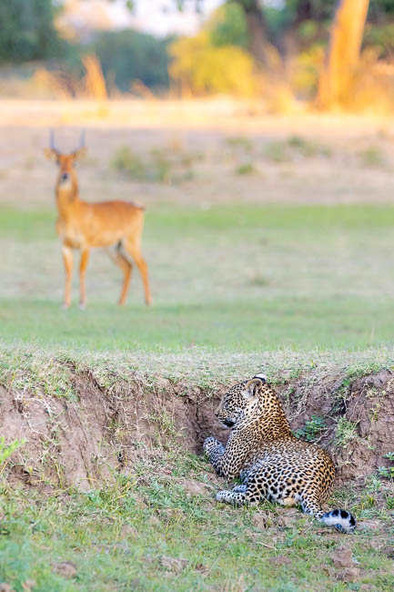 Images of wildlife from photo safari with edward selfe in south luangwa.
