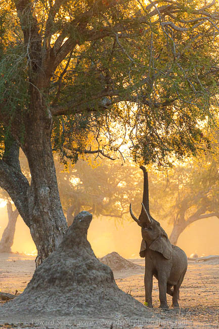 Wildlife image from photo safari with edward selfe safaris.