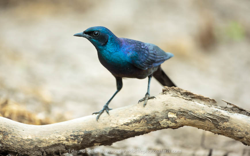 Wildlife image from photo safari in south luangwa with edward selfe.