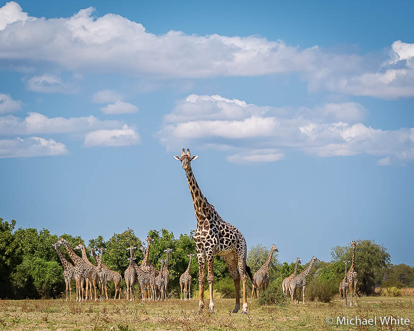 Mike white’s image of wildlife from photo safari with edward selfe in zambia.