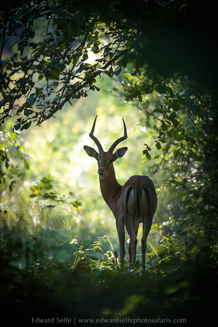 Wildlife image from photo safari with edward selfe.