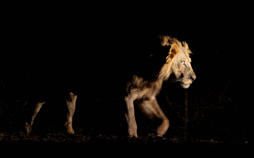Images of wildlife from photo safari with edward selfe in zambia.
