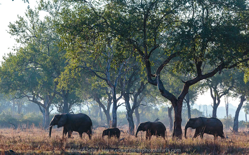 Elephant wildlife image from photo safari with edward selfe.