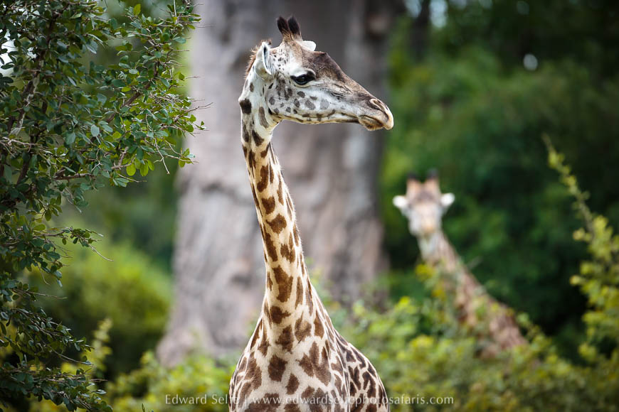 Wildlife image from photo safari in south luangwa with edward selfe.