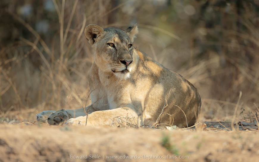 Beautiful lioness on photo safari with edward selfe in south luangwa national park.