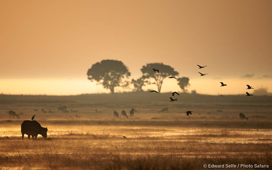 Wildlife image by edward selfe from photo safari in southern africa.
