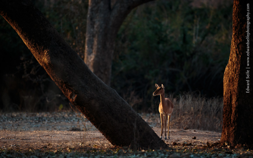 A sidelit antelope, alerted by a nearby alarm call in Zambia.