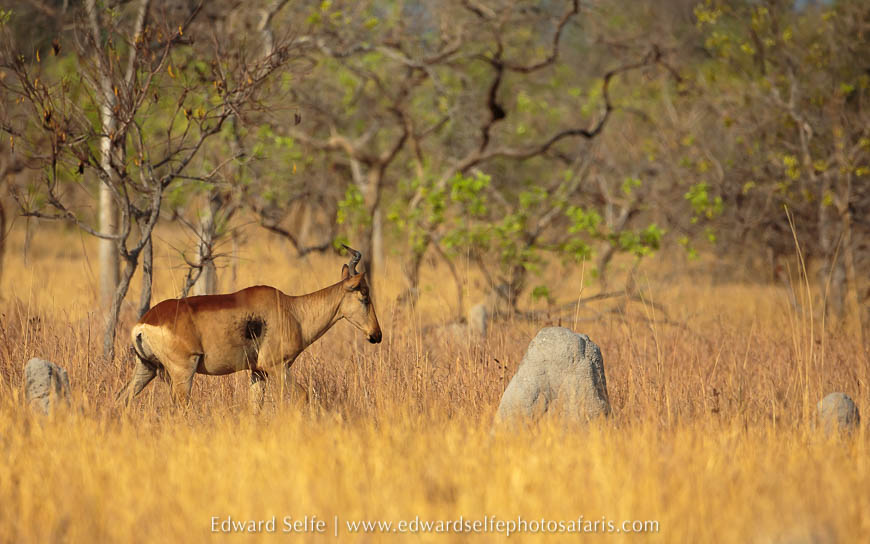 Wildlife image from photo safari with edward selfe.