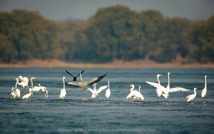 Wildlife image from a photo safari with edward selfe.