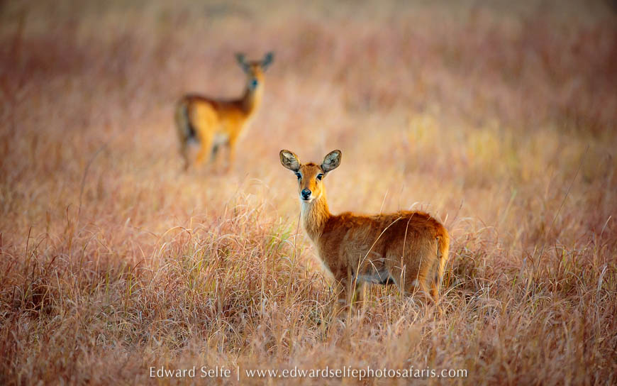 Wildlife image from photo safari with edward selfe.