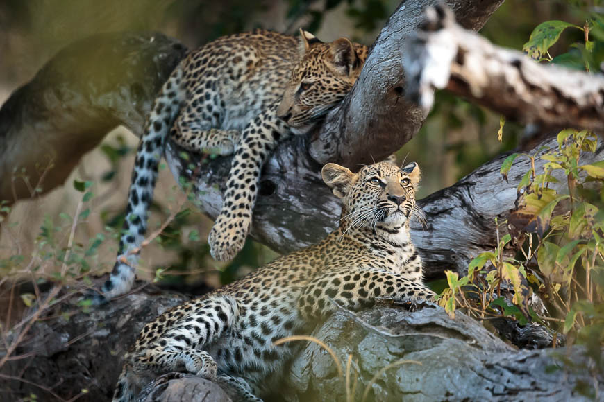 Images of wildlife from photo safari with edward selfe in the south luangwa np.
