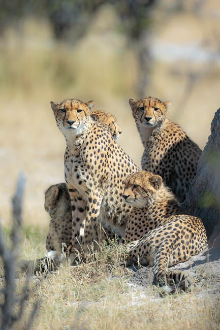 Images of wildlife from photo safari with edward selfe