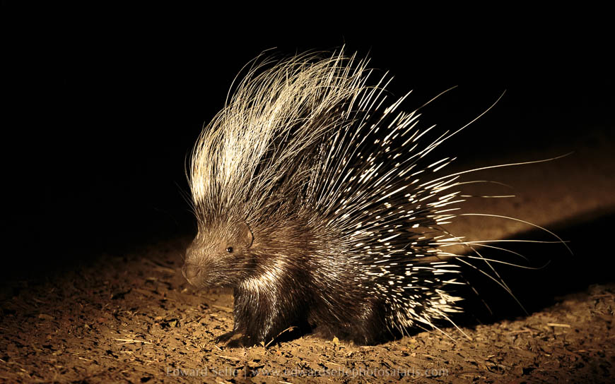 Wildlife image from photo safari with edward selfe safaris.