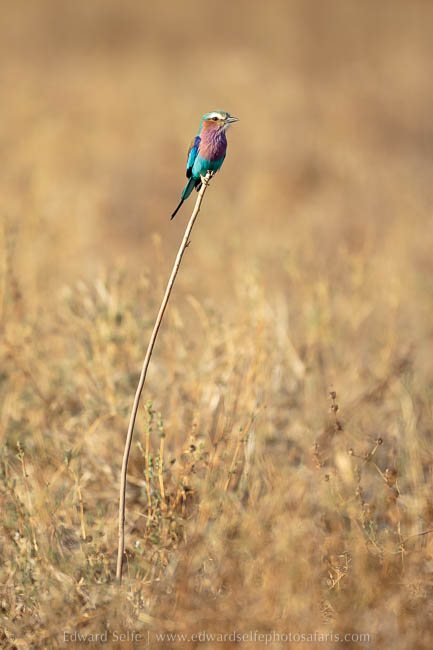 Wildlife image from photo safari with edward selfe in south luangwa national park.