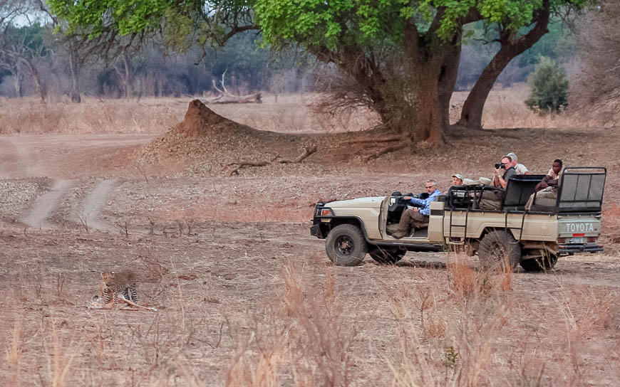 Wildlife image from photo safari with edward selfe in south luangwa national park.