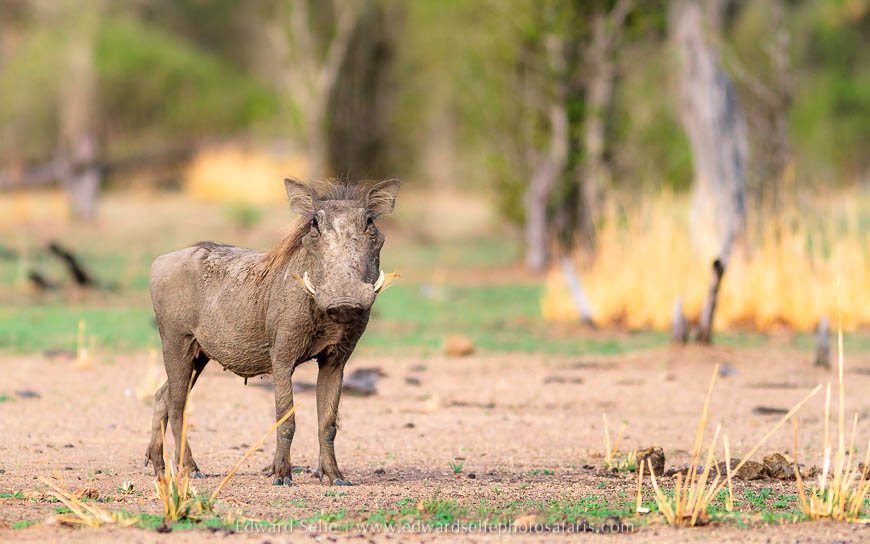Wildlife image from photo safari with edward selfe in south luangwa national park.