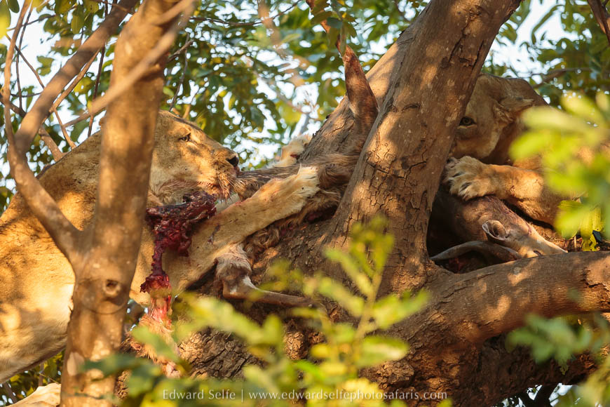 Wildlife image from a photo safari with edward selfe.