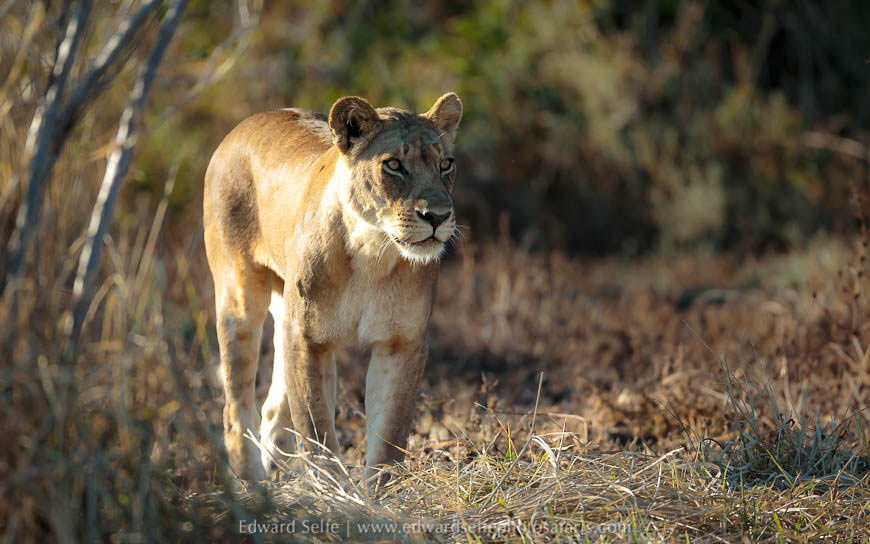 Wildlife image from a photo safari with edward selfe.