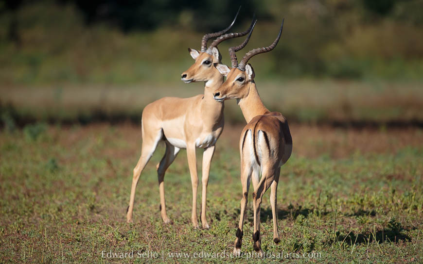 Wildlife image from photo safari with edward selfe.