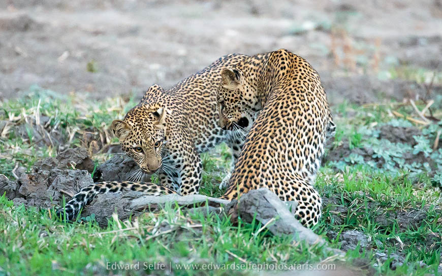 Wildlife image from photo safari with edward selfe.