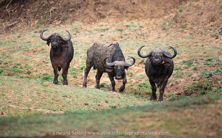 Wildlife image from photo safari with edward selfe.
