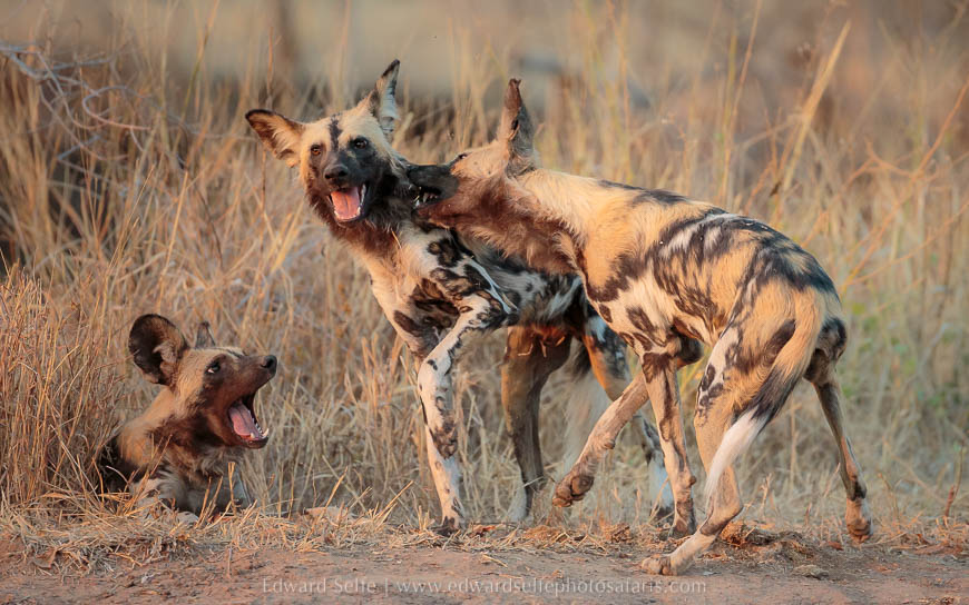 Wildlife image from photo safari with edward selfe in south luangwa national park.