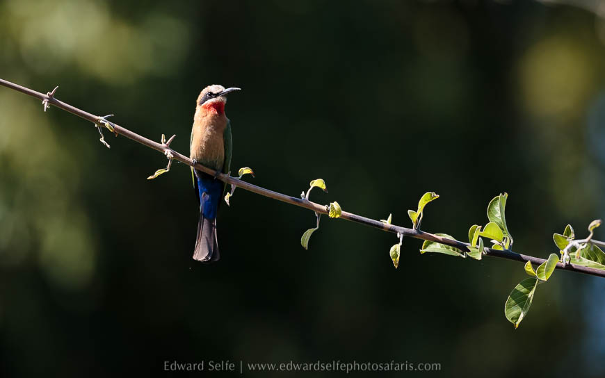 Wildlife image from photo safari with edward selfe in south luangwa national park.