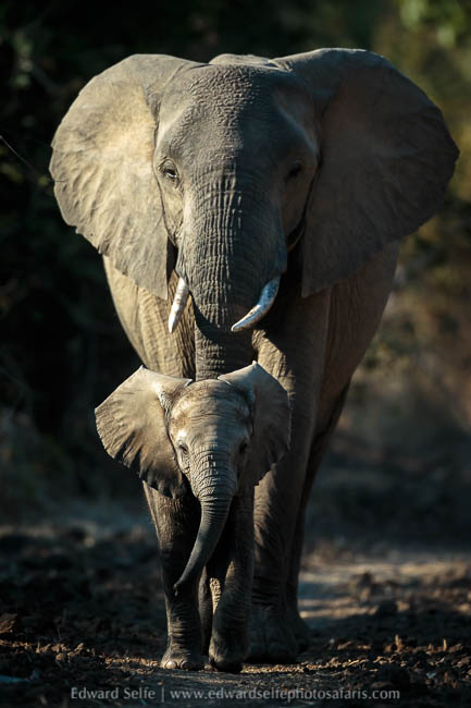Wildlife image from a photo safari with edward selfe.